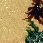 Des humaines aux terrestres. Pour un nouveau récit du vivant: convegno internazionale | 30-31 ottobre 2025